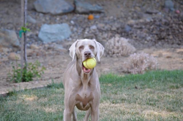 Colt with ball (Medium)